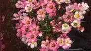 Día de la madre: exportaciones de flores peruanas crecieron 12% en el primer trimestre