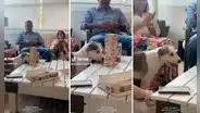 Perrita sorprende con su talento para jugar jenga con su familia: "Es una experta"