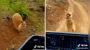 Alpaca corre tras su dueña durante triste despedida en Ayacucho: "No te vayas, quédate"
