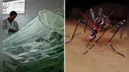 Aumentan casos de dengue en Perú: ¿cómo hacer una trampa para zancudos y disminuir su proliferación?