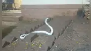 Cobra albina extremadamente rara y mortal aparece en India durante una tormenta