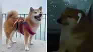 Perrito del meme ‘Cheems’ se encuentra grave, informa su dueño: "Lo prometo, no lo dejaré sufrir"