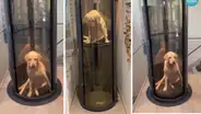 Familia construye un ascensor para su perrito que fue diagnosticado con displasia de cadera