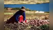 Midagri aprueba financiamiento para el comercio de productos agrícolas con créditos de hasta S/40.000