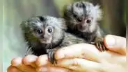¿Cómo es el tití pigmeo, el mono más pequeño del mundo que cabe en la palma de una mano?