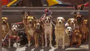 Los perros tienen cerebros cada vez más grandes, según estudio: ¿cuál es el motivo?