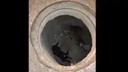 Perritos caen en buzón de desagüe de 3 metros en Moquegua y fueron rescatados ilesos
