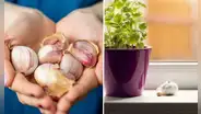 ¿Por qué deberías poner dientes de ajo en la ventana de tu casa?