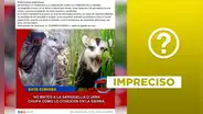 Las zarigüeyas no comen hasta 2.000 garrapatas por noche