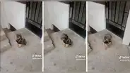 Perrito ‘salsero’ impresiona con sus singulares movimientos: ”Tiene ritmo”