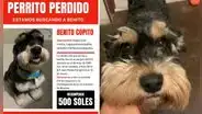 ¿Dónde está Benito Copito? Familia busca a perro perdido en SMP