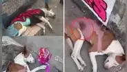 Abandonan a perrita recién operada en paradero de micros, en Comas