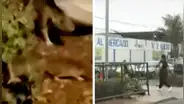 Surco: vecinos denuncian plaga de ratas frente a mercado anexo n° 2