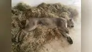 Puma andino de 50 kilos fue capturado en una vivienda de Tacna
