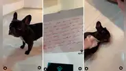Trabajadores de guardería para mascotas suspenden a perrita durante 15 días por ‘mal comportamiento’