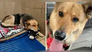 Nikki, la perrita que deambuló varios meses con el peluche que su dueño le regaló antes de morir