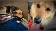 Nikki, la perrita que deambuló varios meses con el peluche que su dueño le regaló antes de morir