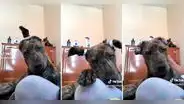 Joven hace distintos peinados a su perrito y es viral en redes: "Adoptado, pero a qué costo"