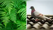 ¿Cómo alejar a las palomas del balcón o terraza de mi casa con plantas?