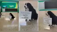 Perrito espera a su dueño en aeropuerto con tierno cartel: "Bienvenido, papito, te extrañé"
