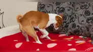 ¿Por qué los perros rascan la cama antes de acostarse? Conoce la verdadera razón
