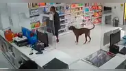 Independencia: capturan a ladrón que asaltaba boticas junto a su perro