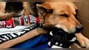 Conoce la conmovedora historia de Nikki, la perrita que deambulaba en las calles con un peluche