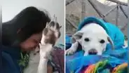 Surquillo: llevan perrito para ser bañado en veterinaria y termina muerto por golpes en la cabeza