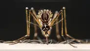 ¿Por qué una reinfección por dengue siempre es más grave que la anterior?