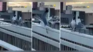Aves lanzan al vacío a su 'amigo' y estallan en 'risas': ¿lo planearon anticipadamente?