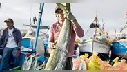 Ante El Niño se reducirá la oferta de pescado para los hogares