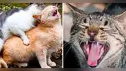 ¿Por qué razón las gatas hacen demasiado ruido al momento de aparearse?