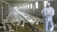 Brasil se declara en "emergencia zoosanitaria" por gripe aviar