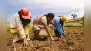 Inseguridad alimentaria: 4 de cada 10 agricultores son pobres en el Perú