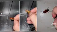 ¡Insólito! Hombre baña a cucarachas para mantenerlas limpias y evitar que contaminen su casa