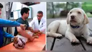 Clínica Veterinaria San Marcos: ¿qué servicios ofrece y cuál es el tarifario de precios para atender a tu mascota?