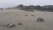 Aparecen más especies silvestres muertas en playas del norte