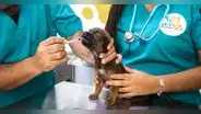 Comas: Municipalidad de Lima abre primera veterinaria con tarifa social