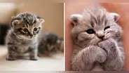¿Te falta motivación en el trabajo? Las fotos de gatitos podrían aumentar tu productividad, según estudio