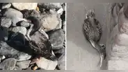 ¿Por qué hay un incremento de aves marinas moribundas y otras muertas en las playas del norte?