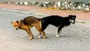 ¿Por qué separar a los perros cuando se aparean es un riesgo grave para su salud?