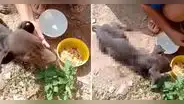 Piden apoyo para atender a perrito que dejaron abandonado en Huánuco