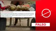 Dengue: el agua de coco no cura la enfermedad