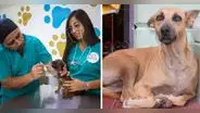 Primera veterinaria solidaria en Comas: ¿dónde queda y cuál es su tarifario a bajo costo?