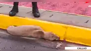 Callao: cría de lobo marino salió expulsada en la Costa Verde por fuerte oleaje
