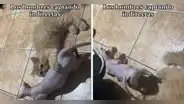 Gata en celo le maulla a gatito, pero este no capta la 'indirecta': "Cuando te quieren como amiga"