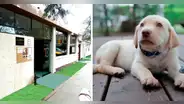 ¡Cuida a tu mascota! Descubre los servicios y precios de la Clínica Veterinaria San Marcos