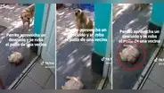 Perrita robó un pollo entero a su vecino y lo llevó a su casa para el almuerzo: "Uno así, por favor"