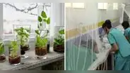 Minsa advierte que plantas acuáticas y bebederos de mascotas podrían ser criaderos de zancudos