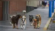 Rusia evalúa entrenar a perros callejeros para llevarlos a la guerra y “limpiar” zonas minadas